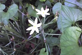 My Garden