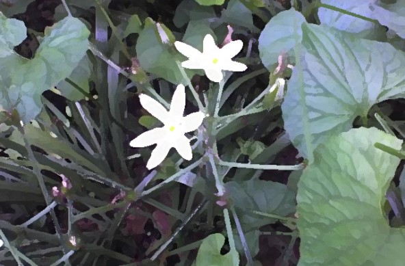 My Garden